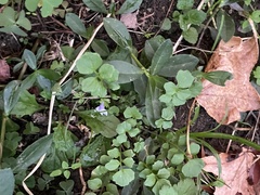 Mazus pumilus