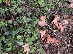 Mazus pumilus