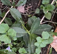 Mazus pumilus