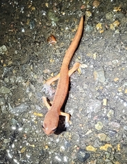 Ensatina eschscholtzii