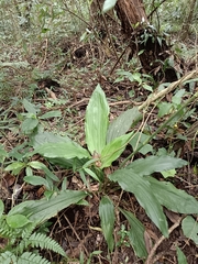 Calanthe triplicata