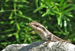Trachylepis striata