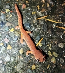 Ensatina eschscholtzii