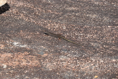 Ctenotus labillardieri