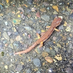 Ensatina eschscholtzii