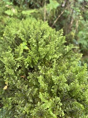 Hymenophyllum paniculiflorum