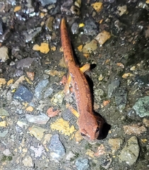 Ensatina eschscholtzii