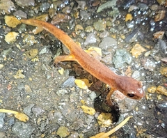 Ensatina eschscholtzii