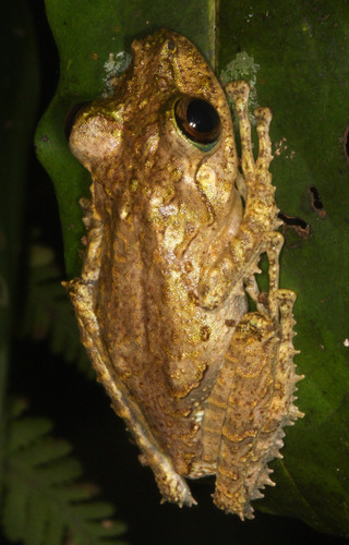 Spinomantis fimbriatus