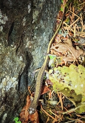 Plethodon dunni