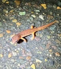 Ensatina eschscholtzii