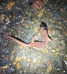 Ensatina eschscholtzii
