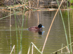 Oxyura australis