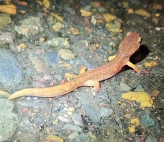Ensatina eschscholtzii