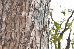 Climacteris erythrops