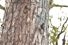 Climacteris erythrops