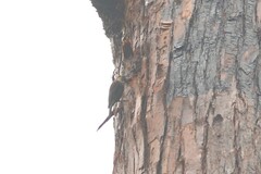 Climacteris erythrops