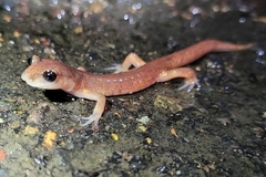 Ensatina eschscholtzii