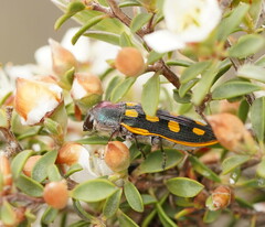 Castiarina xanthopilosa