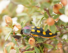 Castiarina xanthopilosa