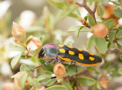 Castiarina xanthopilosa