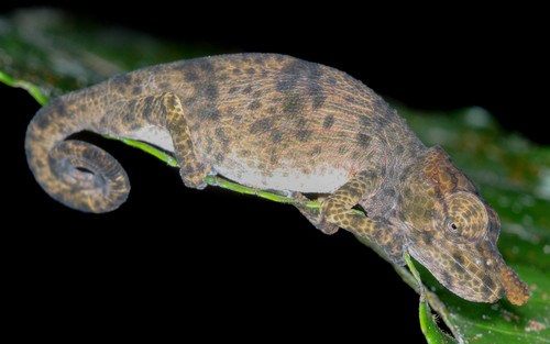 Nose-horned Chameleon