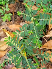 Phyllanthus debilis