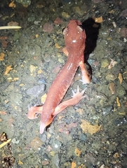 Ensatina eschscholtzii