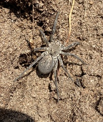 Portacosa cinerea