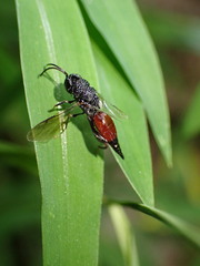 Phasgonophora sulcata