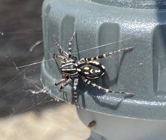 Nyssus coloripes