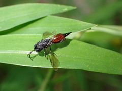 Phasgonophora sulcata