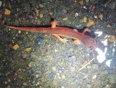 Ensatina eschscholtzii
