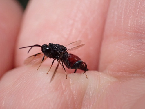 Phasgonophora sulcata photo 5