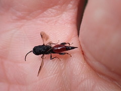 Phasgonophora sulcata