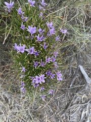 Thysanotus patersonii