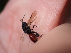 Phasgonophora sulcata