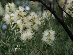 Melaleuca deanei