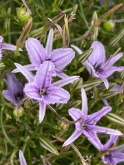 Thysanotus patersonii