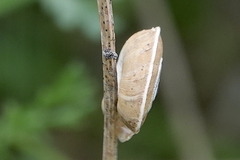 Xerosecta explanata