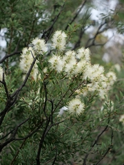 Melaleuca deanei