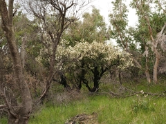 Melaleuca deanei