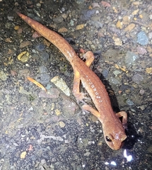 Ensatina eschscholtzii