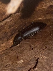 Alobates pensylvanicus