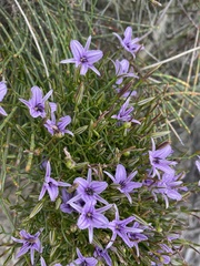 Thysanotus patersonii