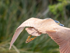 Nycticorax caledonicus