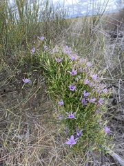 Thysanotus patersonii