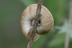 Xerosecta explanata
