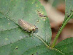 Aplos simplex