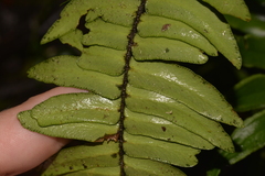 Pellaea falcata